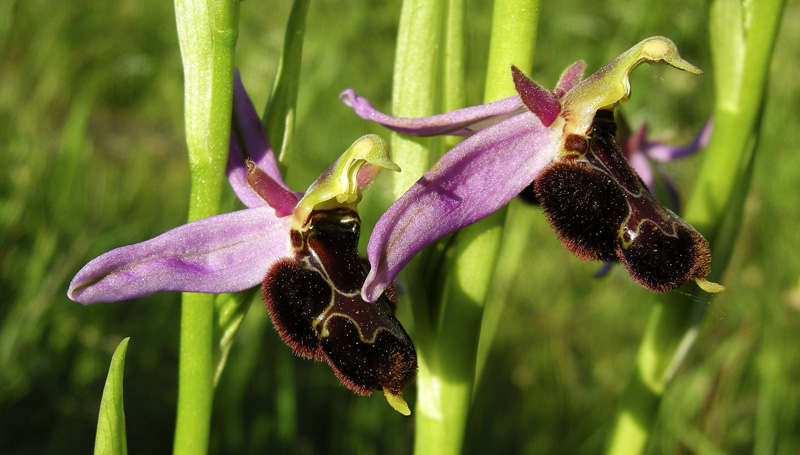 Orchidee del Chianti 2009